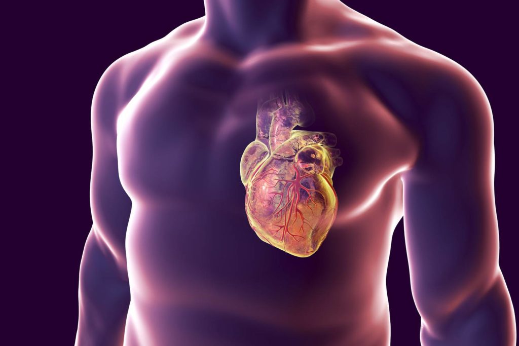 A szív felel a test vérellátásért.